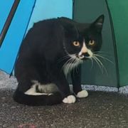新锐CatXR