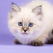 卿卿想次树叶子