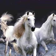 陈景明（皓楠爸爸）