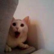 偷渡欧洲的小瓶君