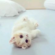 喵？