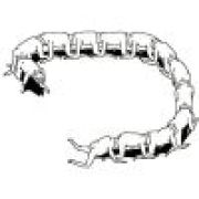 老狍子想要小萝莉