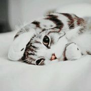 猫又