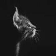 快乐大犀牛v824997384