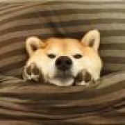 猫熊