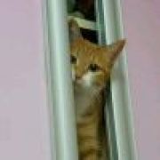 北极星不眨眼℡