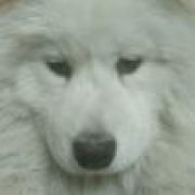 濒临灭绝的咸鱼党