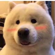 傲娇喵的游戏小世界