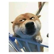 我姓高郭敬明的高