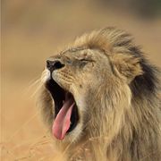 这是一个手机用户