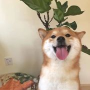 559
