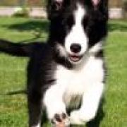 提莫队长正在待命🇨🇳