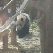 樱桃丸子｀Biubiubiuu