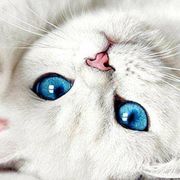 手机用户28310308