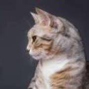 蓝皮鼠和大脸猫