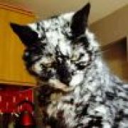 折李正在摸鱼打游戏