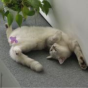 我若英雄一定救美