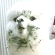 驼仔