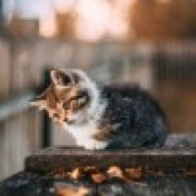 -     里似白月光