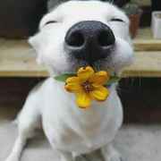 鲜衣怒马王老三