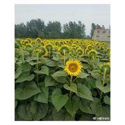 ꧁༺易燃易爆炸༻꧂