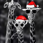 请关怀空巢老人