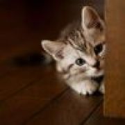 黑？白？选一个