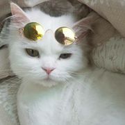 执子之手，如同猪肘