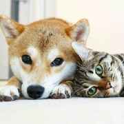 性冷淡的醋坛子