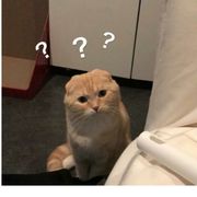 风又吹