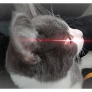 瓜蔗