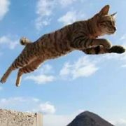 会飞的猫