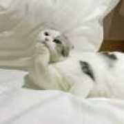 咯吱咯吱山的兔子