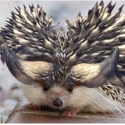 《琉璃剑阁》-副会长雯雯