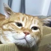 沉迷半藏的雷影