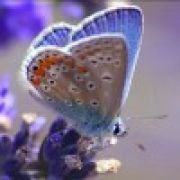 ꧁༺婲娪村༻꧂