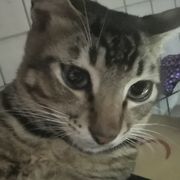 永生无限的回火腐朽之魔术猫