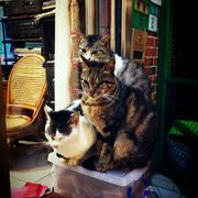 走来走去的木青