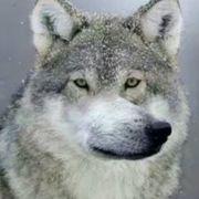 手机用户22163709