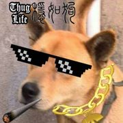 鱼鱼鱼，不吃鱼！