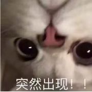 我是一只猫啊～