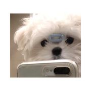 拉布拉多不爱说话