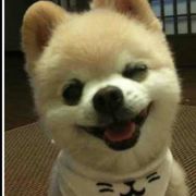 何事秋风悲画扇