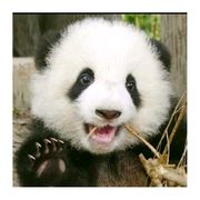 🌸 中华｀小萌娘 👑