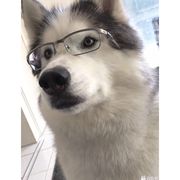 一万次朱雀也触及不到你心
