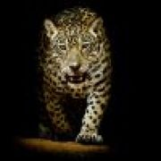 沃斯利的小丑鱼