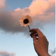 楼顶上的小斑鸠