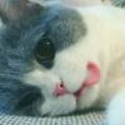 凉皮儿（八钱一份）