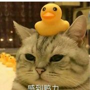月半猫丶