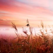 人是会思考的芦苇